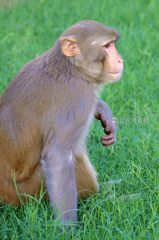 恒河猴 (Macaca mulatta)